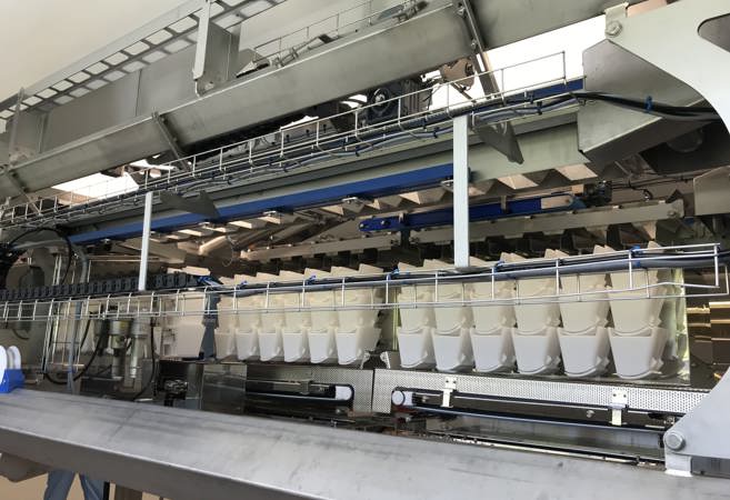 Micarna 2019, The Two 12 Head Linear Weighers Work Like Four Individual Machines I (MR)