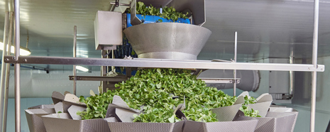 Ishida Multihead Weigher for Salad