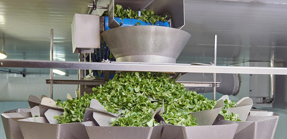 Ishida Multihead Weigher for Salad