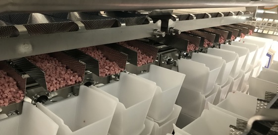 Micarna 2019, The Lardons Reach The Plastic Hoppers Via Vibratory Feeders